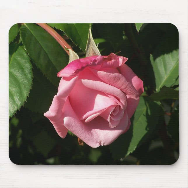 Rosa ideal Mousepad do rosa de Belinda (Frente)