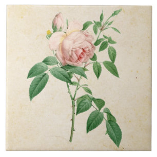 Rosa indica fragrans - ilustração botânica