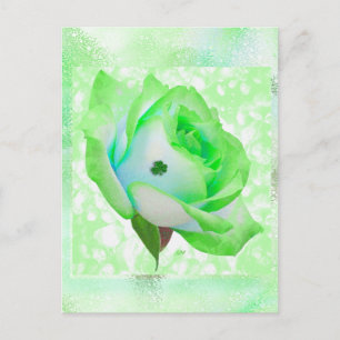 Rosa irlandês e aniversário! Cartão