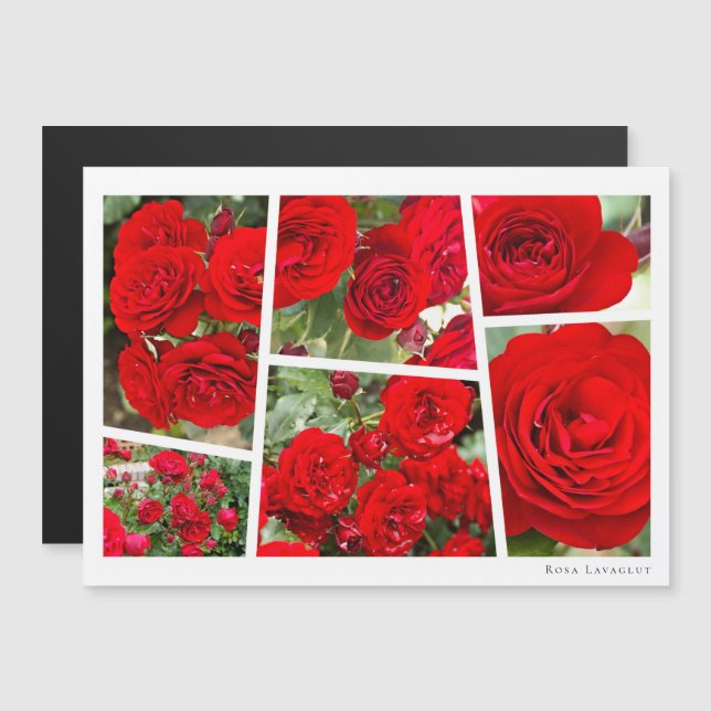 Rosa Lavaglut (Frente/Verso)