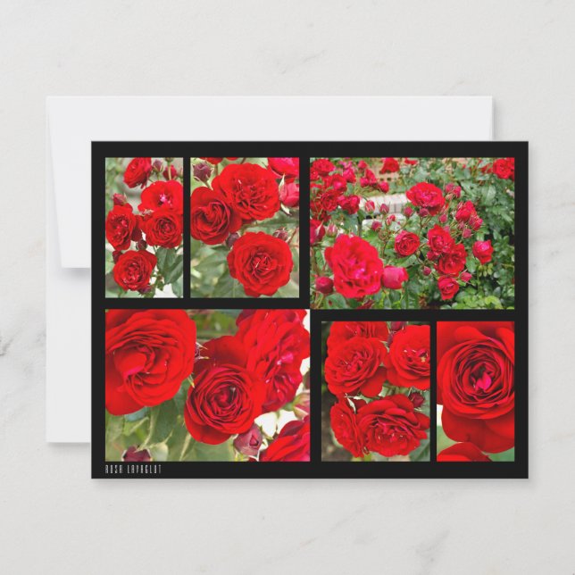 Rosa Lavaglut (Frente)