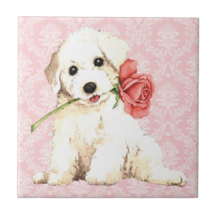 Rosa namorados Bichon