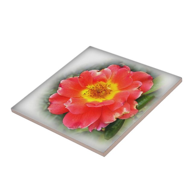 Rosa no outono (Lateral)