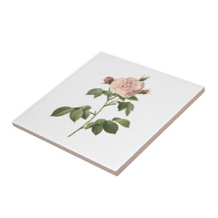 rosa pálido rosa (Rosa alba regalis), por Redouté