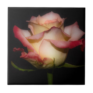 Rosa para sempre
