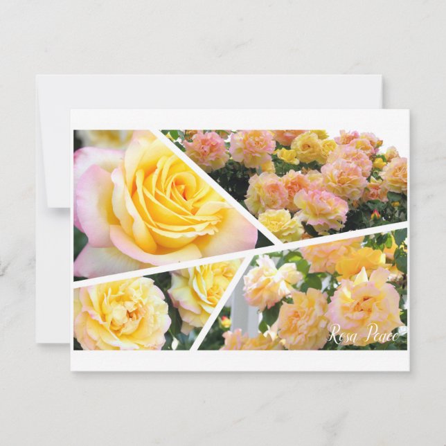 Rosa Peace [Flat Card] (Frente)