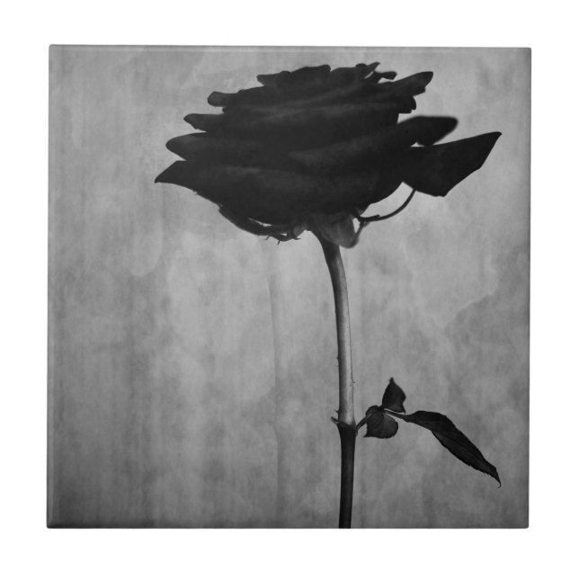 Rosa preto gótico (Frente)