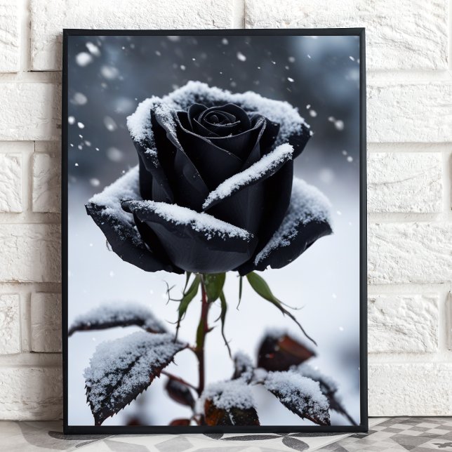 Rosa preto na neve - Impressão de arte floral Mood (Criador carregado)