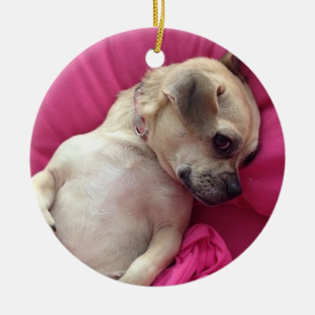 Rosa querido dos enfeites de natal do cão do Chug (Frente)