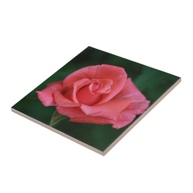 Rosa Rosa (Lateral)
