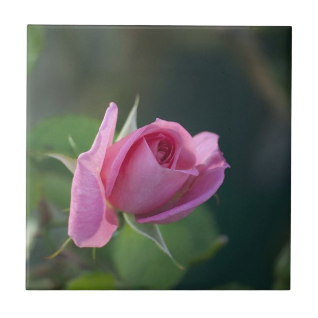 Rosa Rosa (Frente)