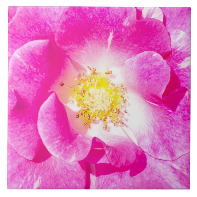 Rosa rosa (Frente)
