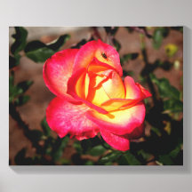 Rosa Rosa Amarela e Rosa com uma Joaninha