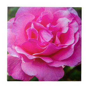 Rosa rosa delicada.