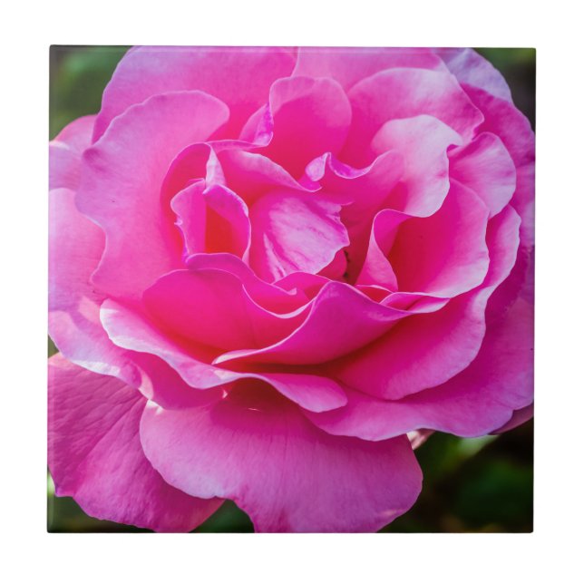 Rosa rosa delicada. (Frente)