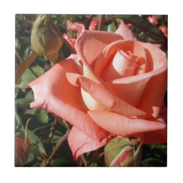 Rosa Rosa Peachy