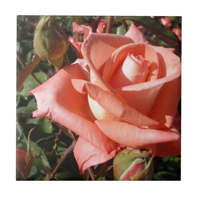 Rosa Rosa Peachy (Frente)