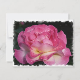 Rosa Rosa Rosa