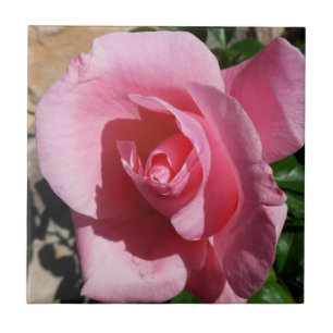 Rosa Rosa Rosa