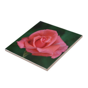 Rosa Rosa Rosa