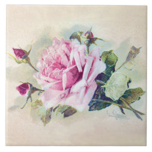 Rosa Rosa Rosa Elegante com Rosebuds