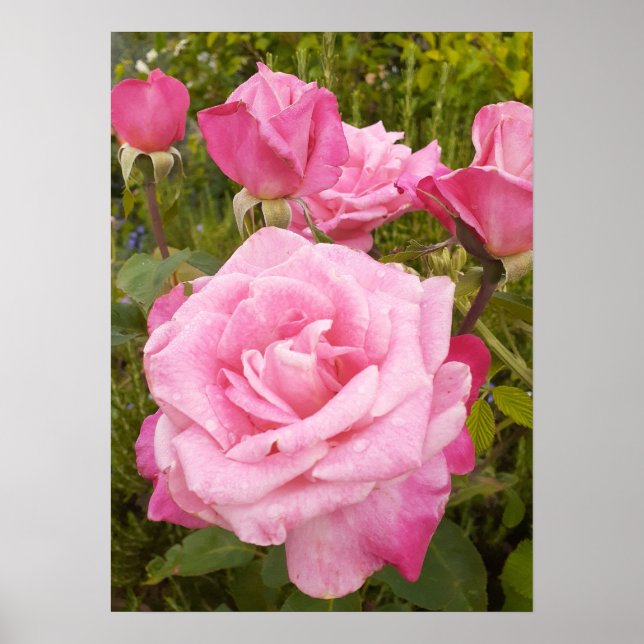 Rosa rosa rosa  Flor Floral Poster (Frente)