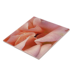 rosa rosa rosa florescente