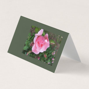 rosa rosa rosa florescente