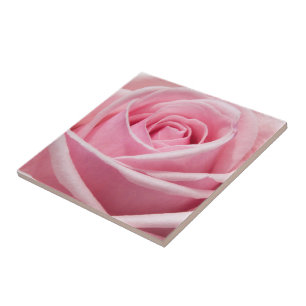 Rosa Rosa Rosa Maciça