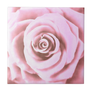 Rosa Rosa Rosa Pálida Grande Artística