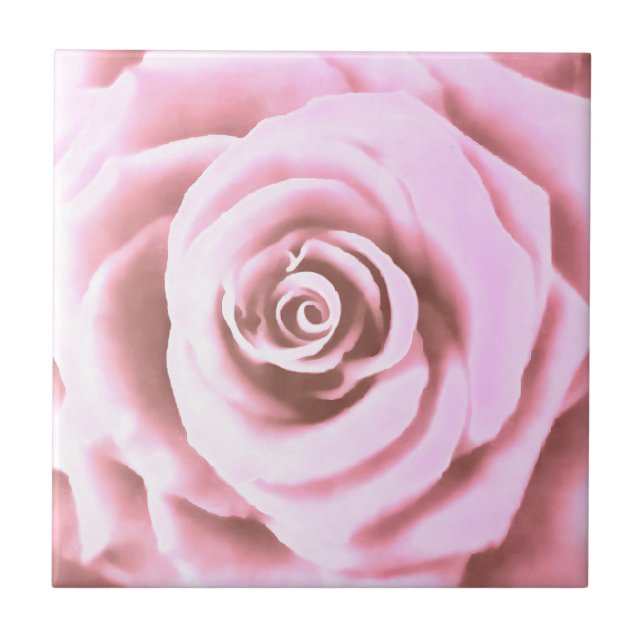 Rosa Rosa Rosa Rosa Pálida Grande Arte (Frente)