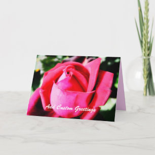 Rosa Rosa Rosa Rosa Rosa com Cartão de Saudação