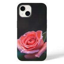 Rosa Rosa Única com Orvalho