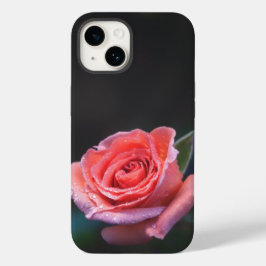 Rosa Rosa Única com Orvalho