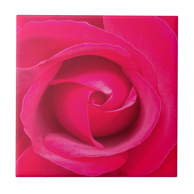 Rosa Rosa Vermelha Romântica (Frente)