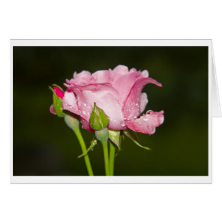 rosa rosarote cartão
