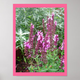ROSA SALVIA E ARTEMESIA POSTER