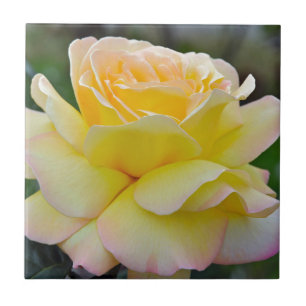 rosa solteiro amarela