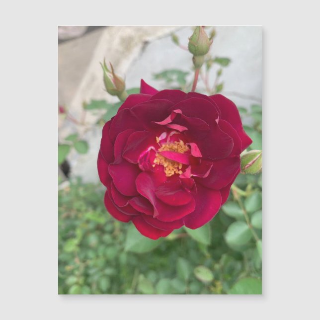 Rosa Tímido (Frente)