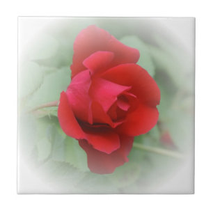 Rosa vermelha