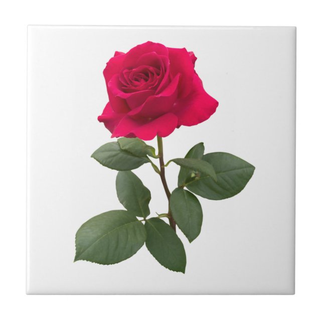 Rosa vermelha (Frente)