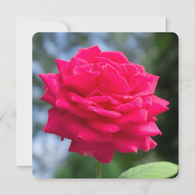 Rosa vermelha (Frente)