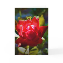 Rosa vermelha, cartão