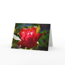 Rosa vermelha, cartão