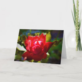 Rosa vermelha, cartão