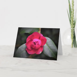 rosa vermelha, cartão