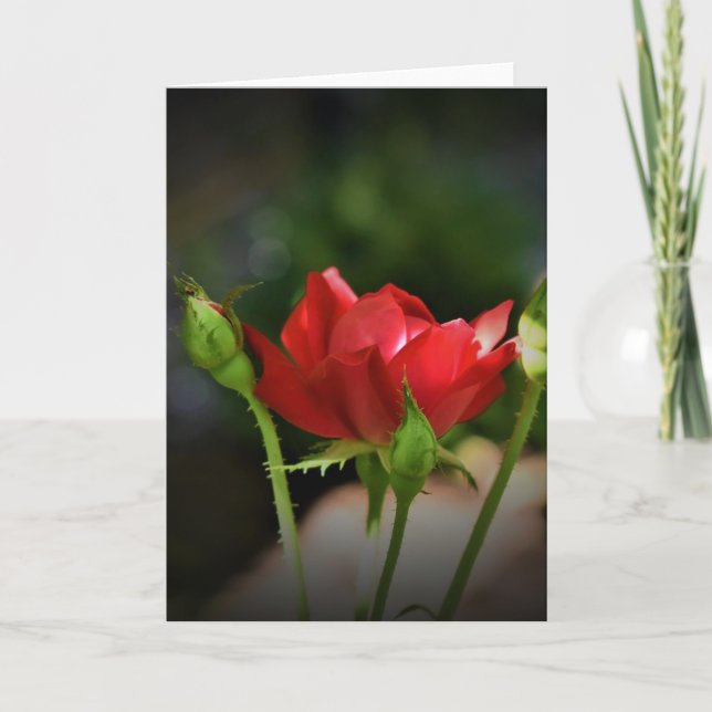 Rosa vermelha, cartão (Frente)