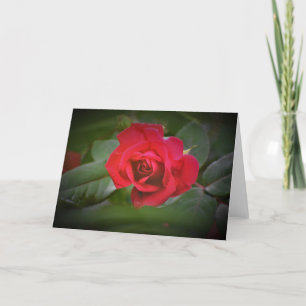 Rosa vermelha, cartão