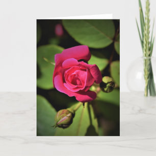 Rosa vermelha, cartão