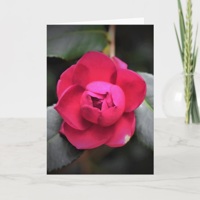 Rosa vermelha, cartão (Frente)